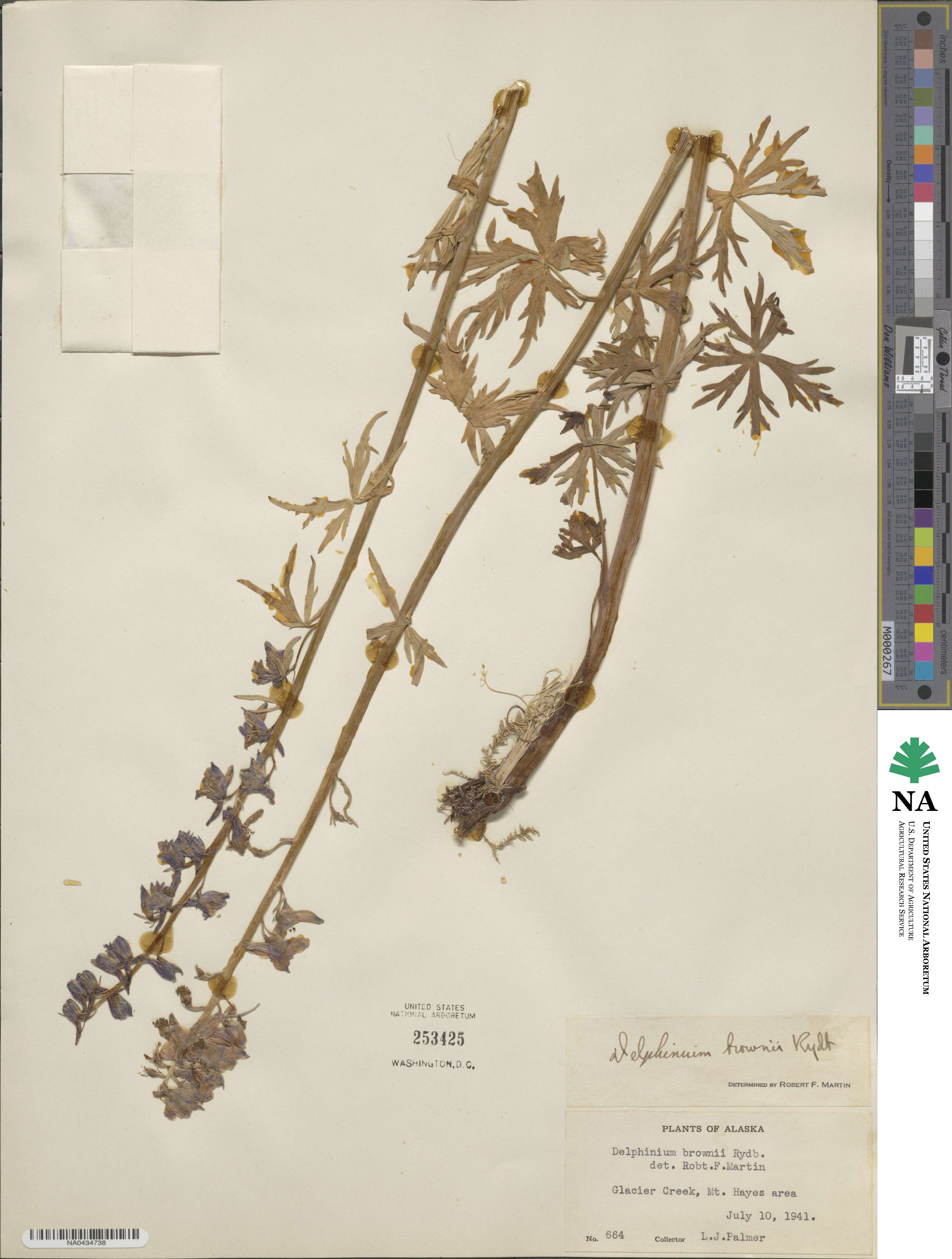 Delphinium glaucum image