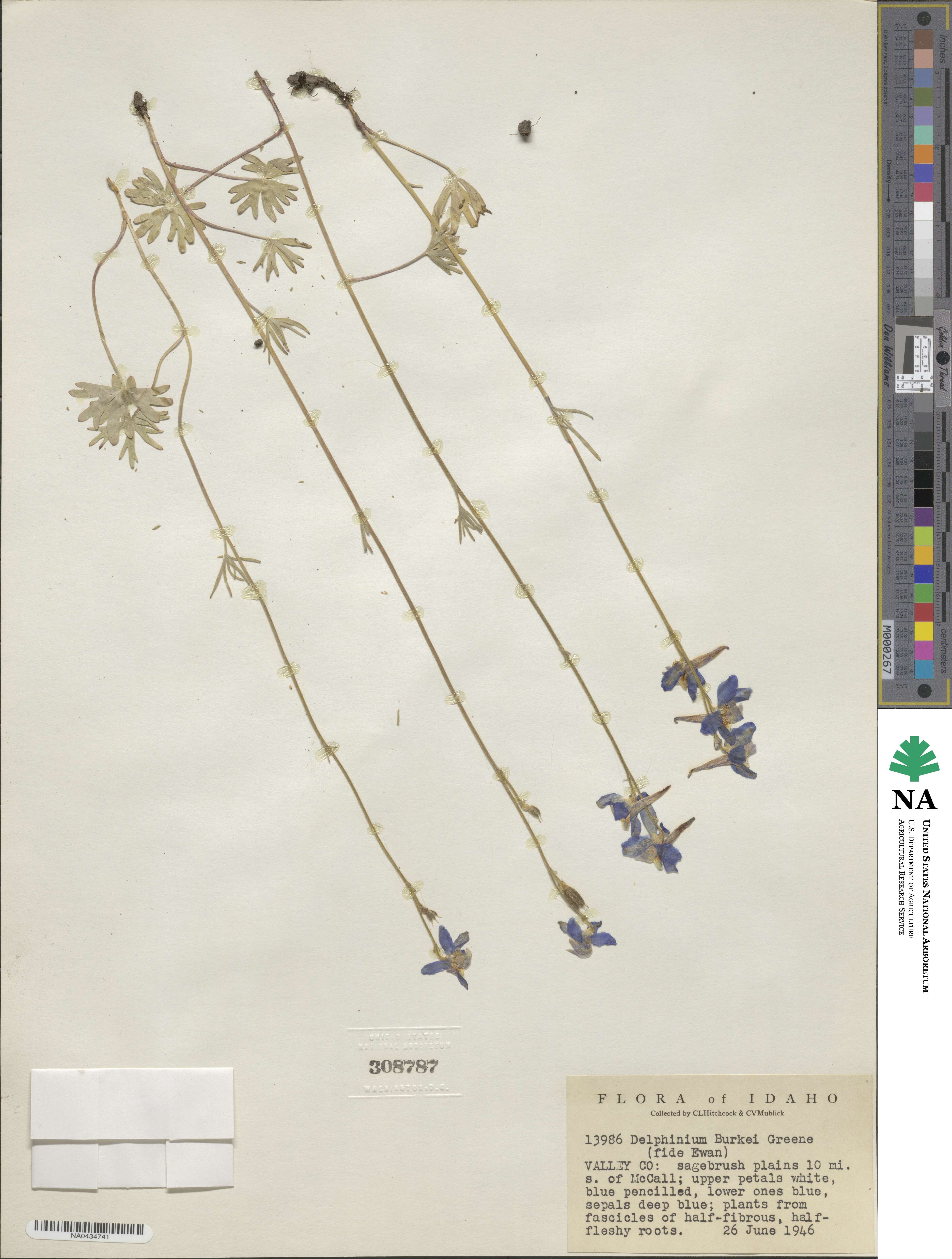 Delphinium burkei image