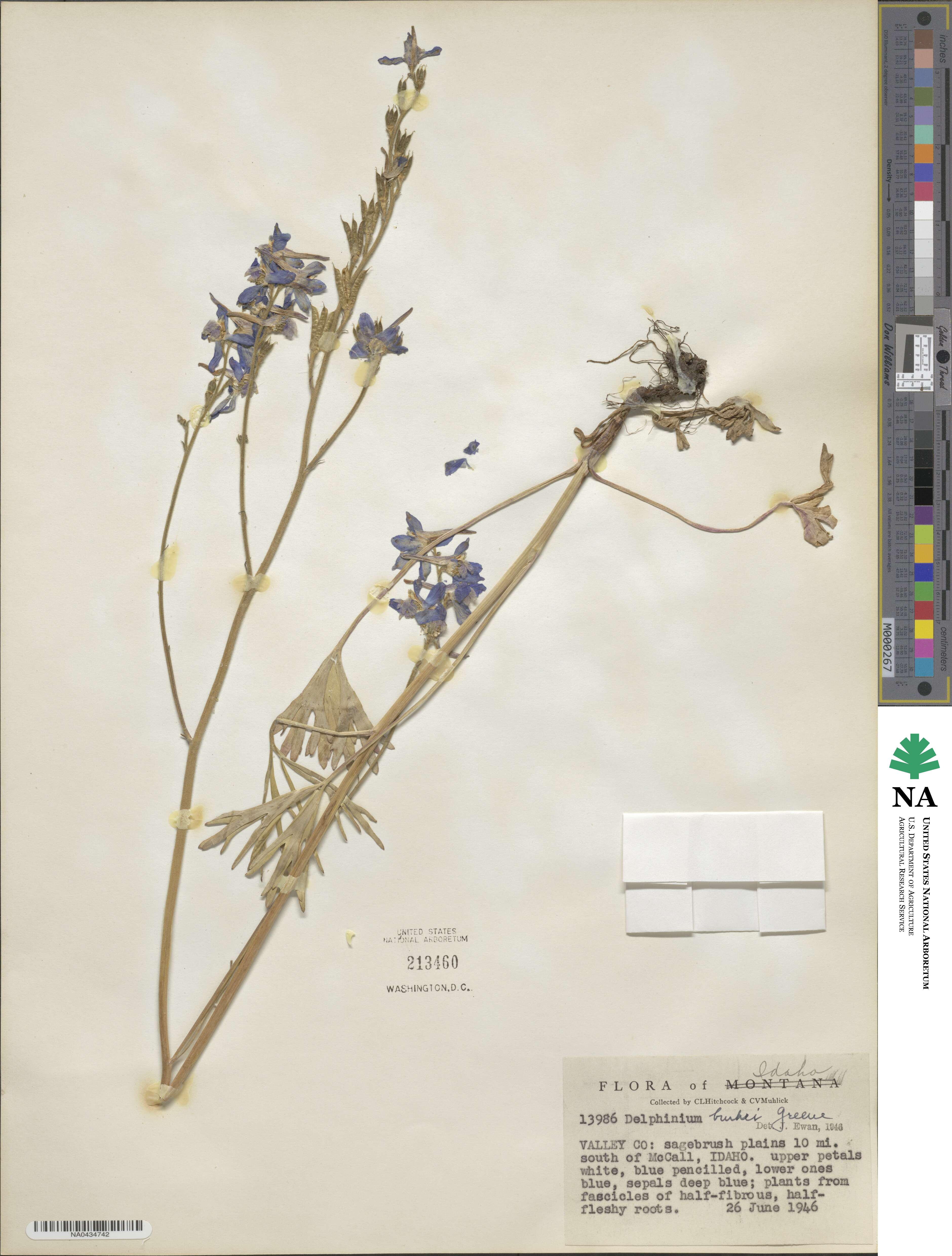 Delphinium burkei image