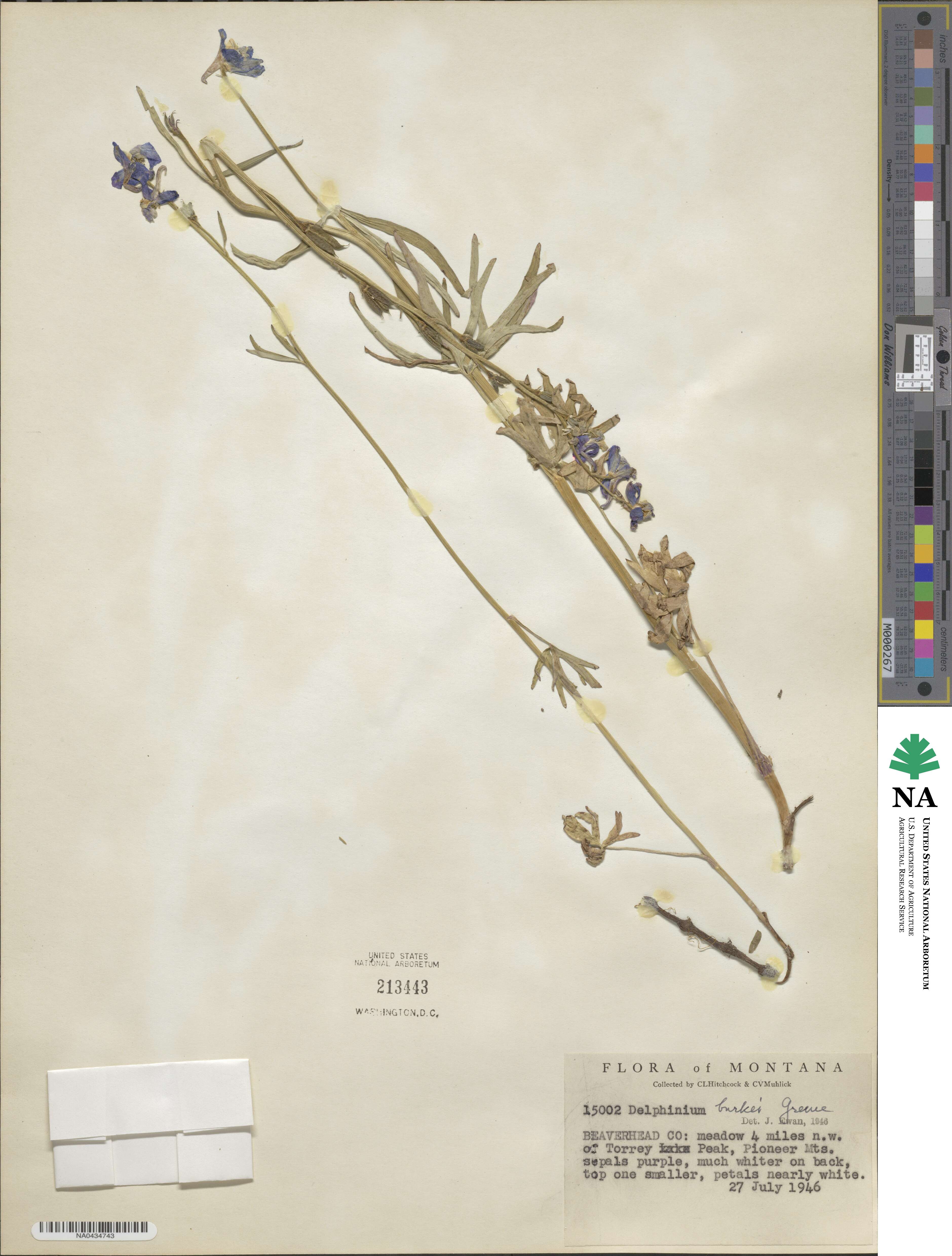 Delphinium burkei image