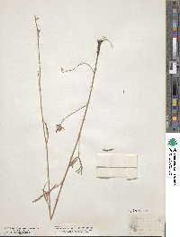 Delphinium azureum image