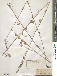 Delphinium azureum image