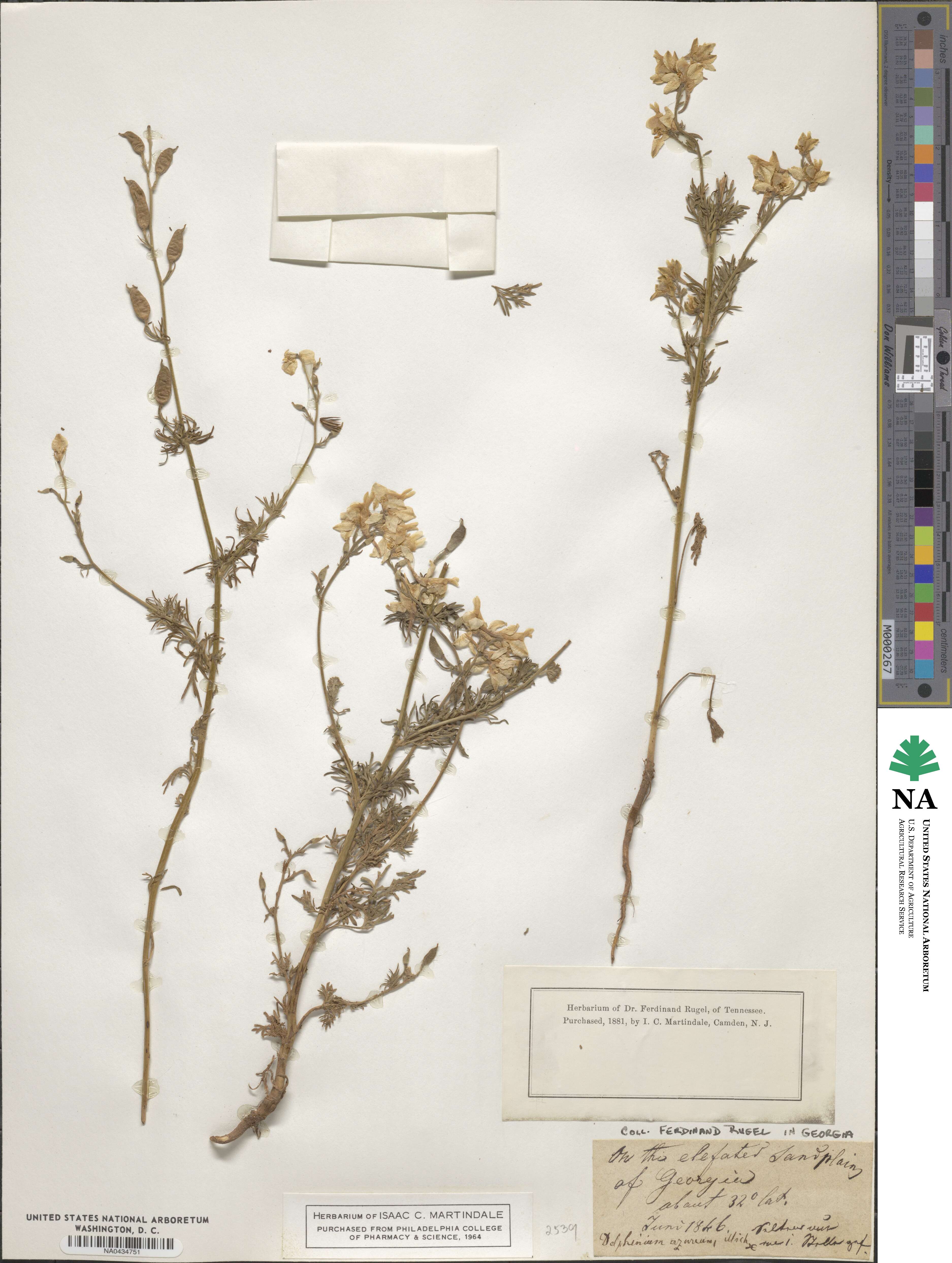 Delphinium azureum image