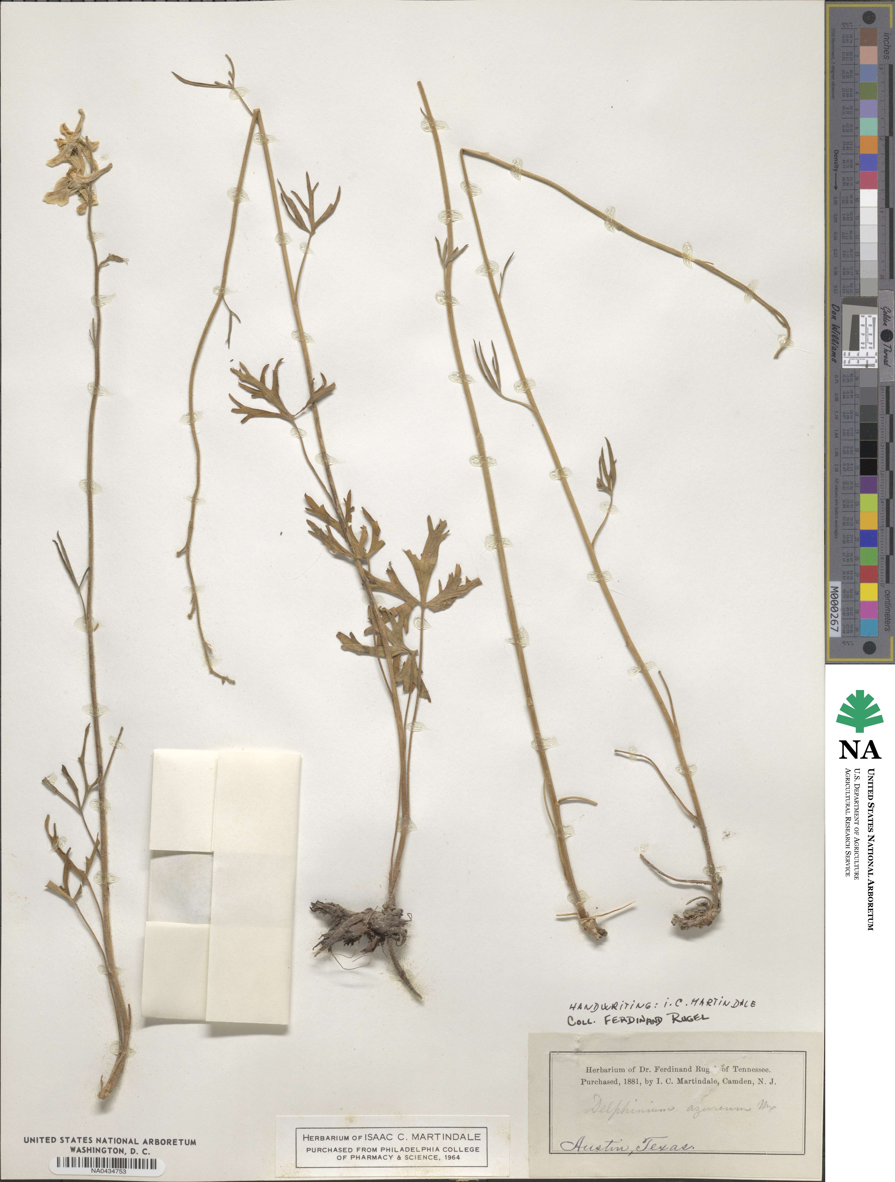 Delphinium azureum image
