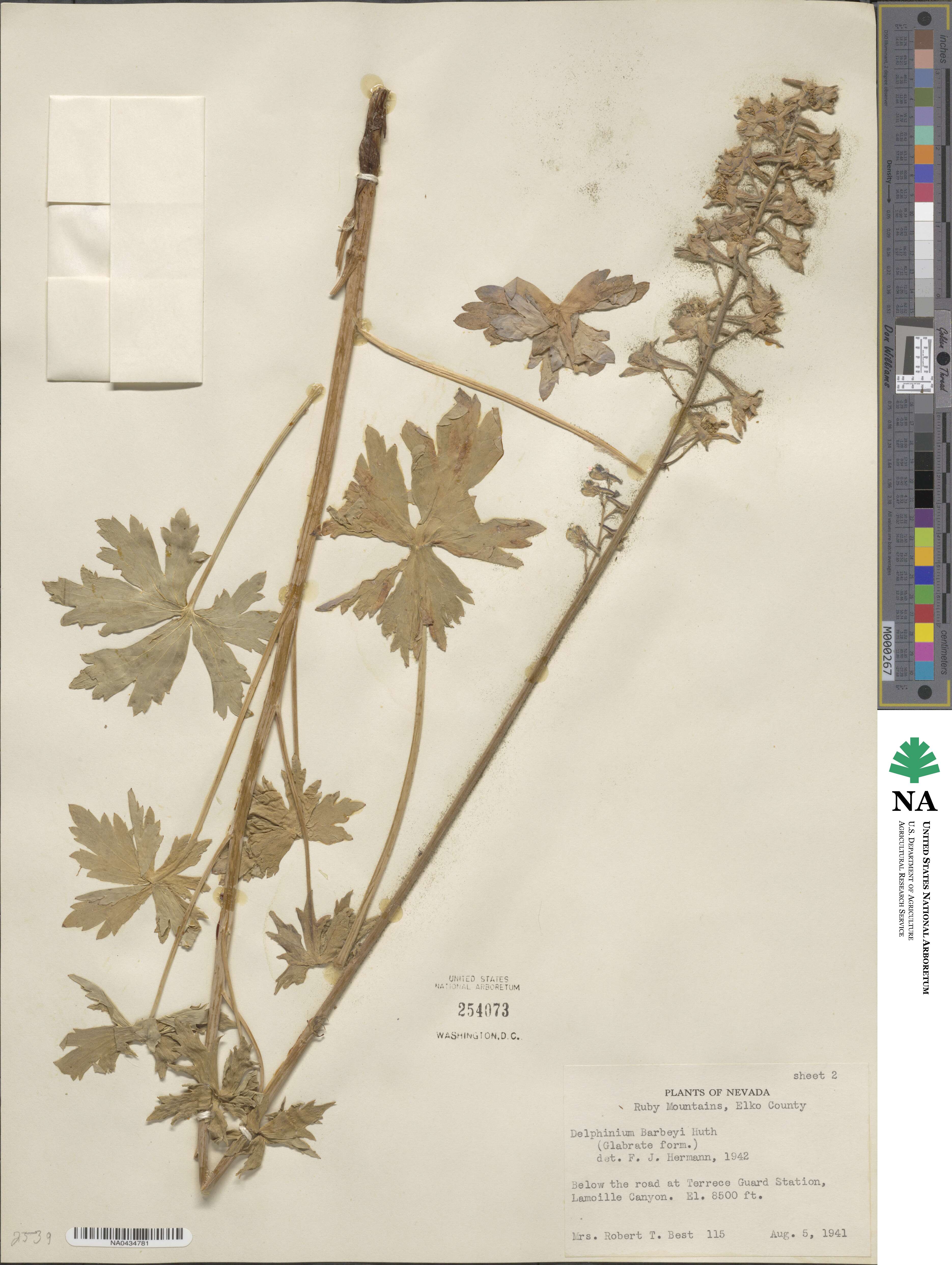 Delphinium barbeyi image
