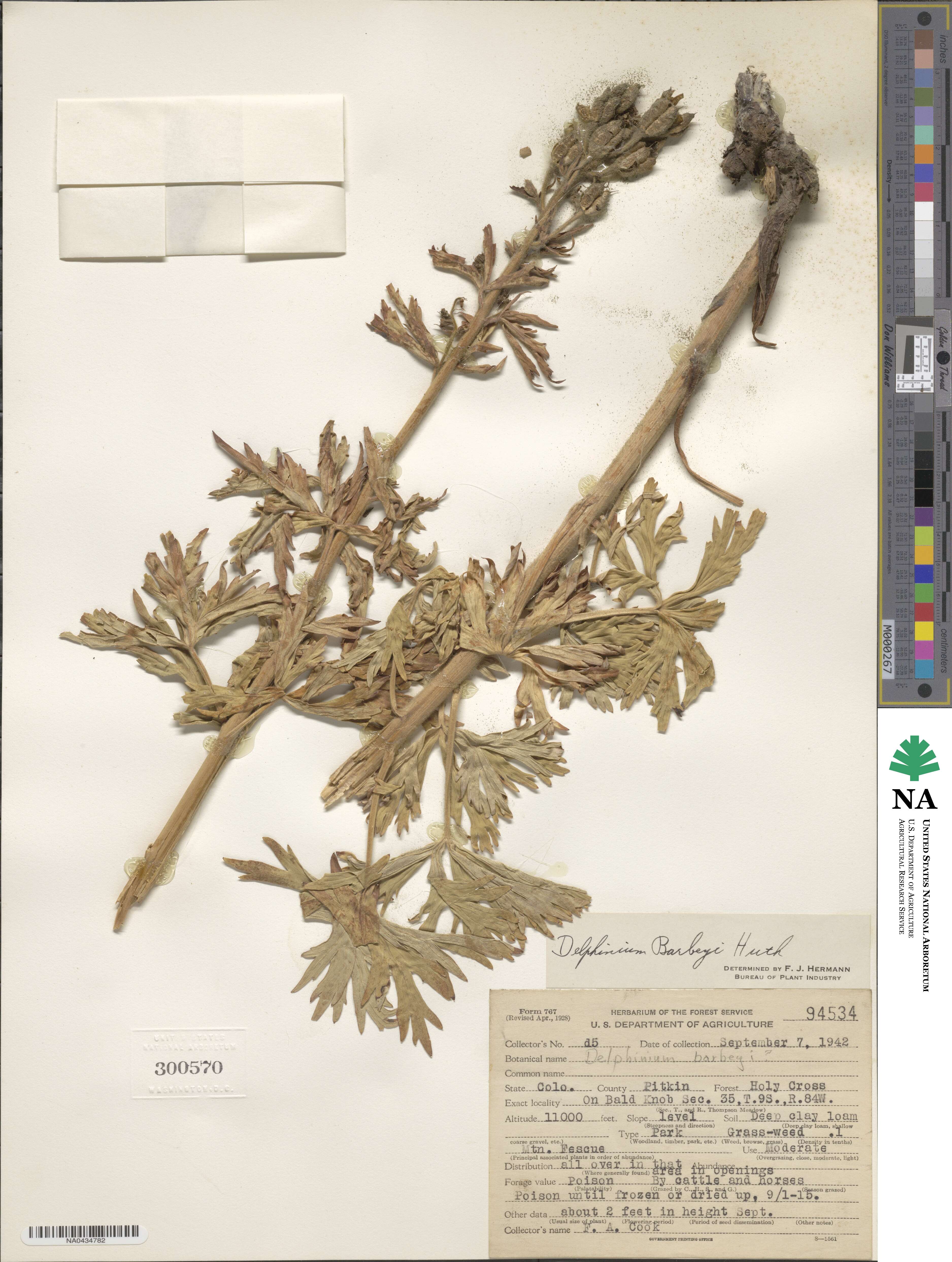 Delphinium barbeyi image