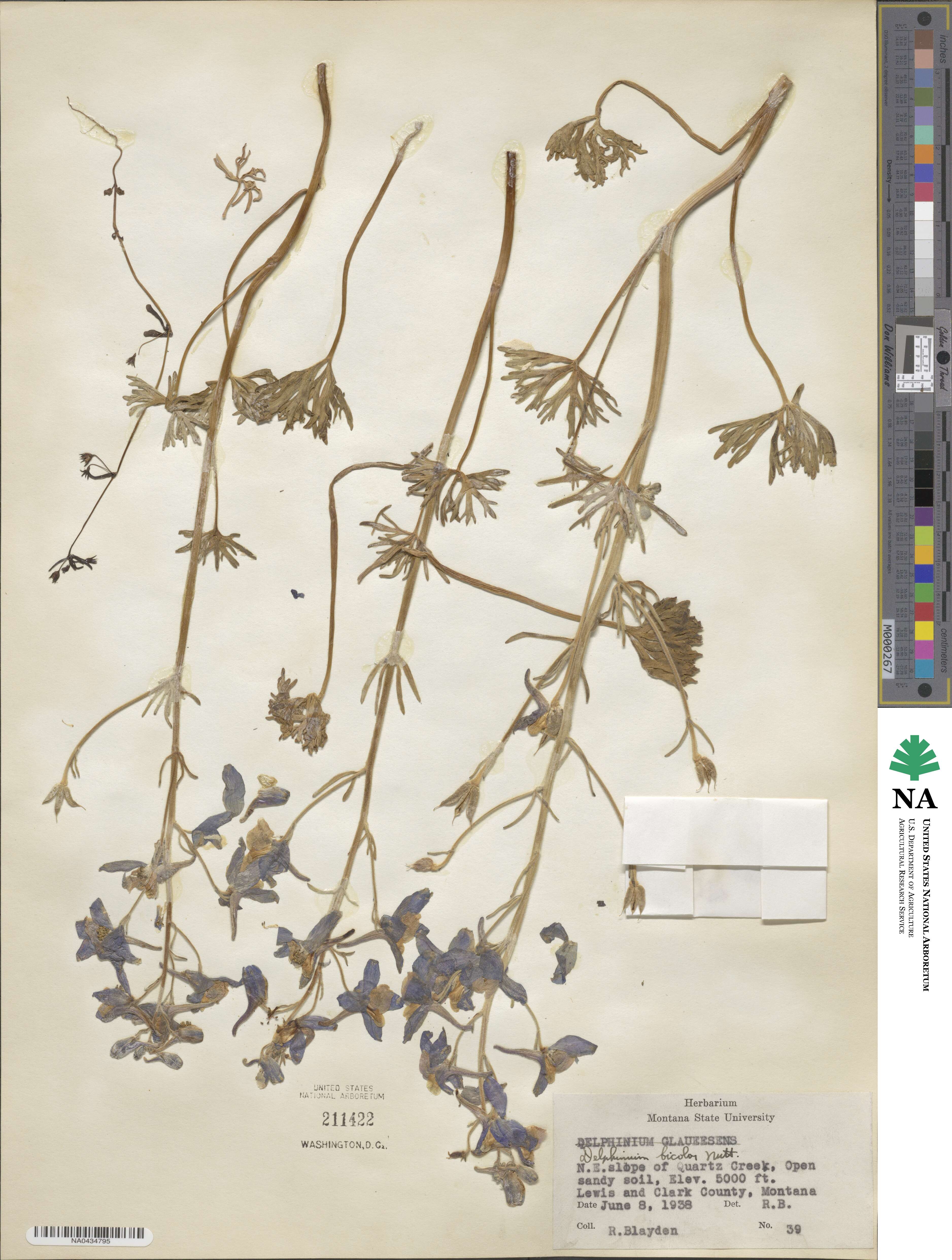 Delphinium bicolor image