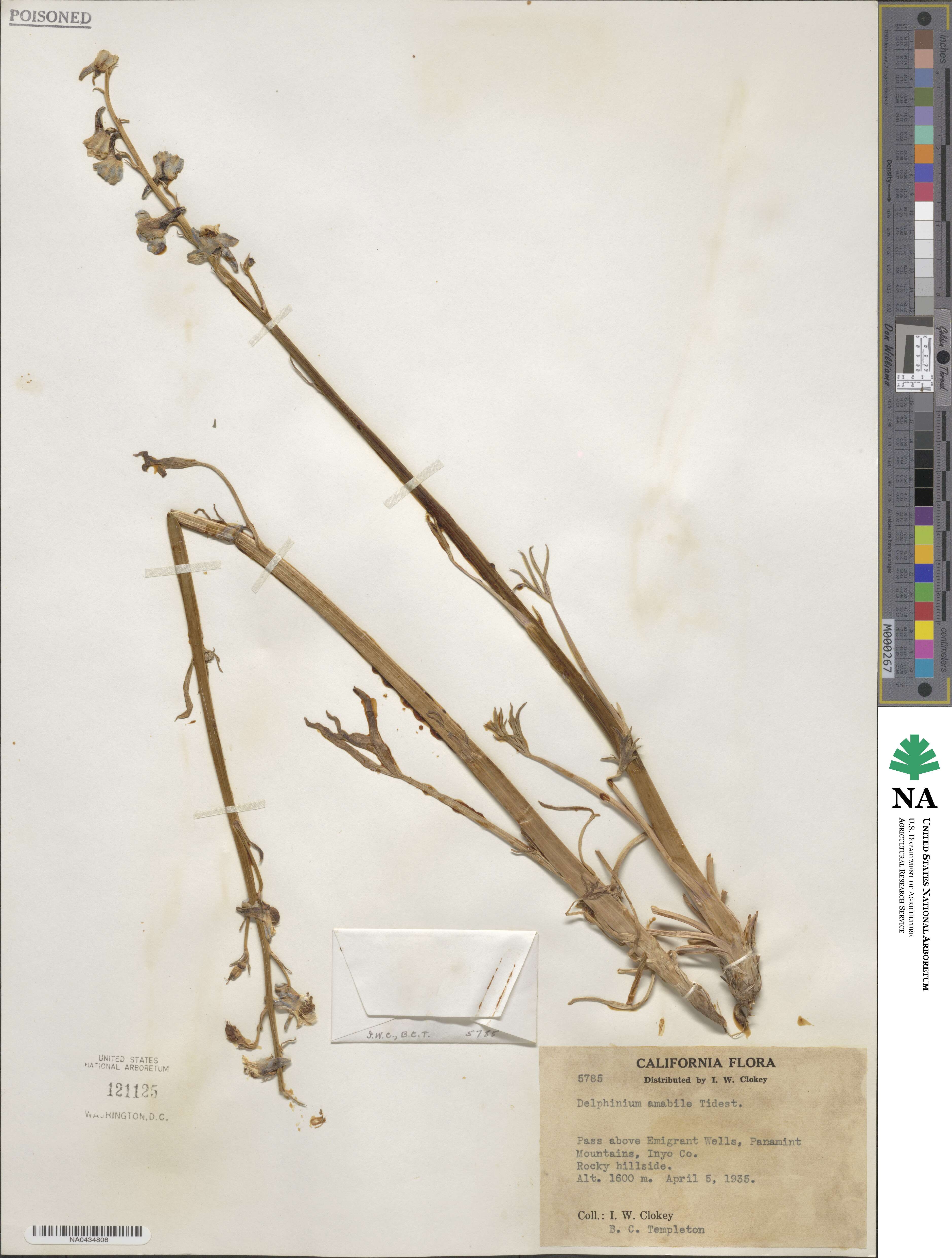 Delphinium amabile image