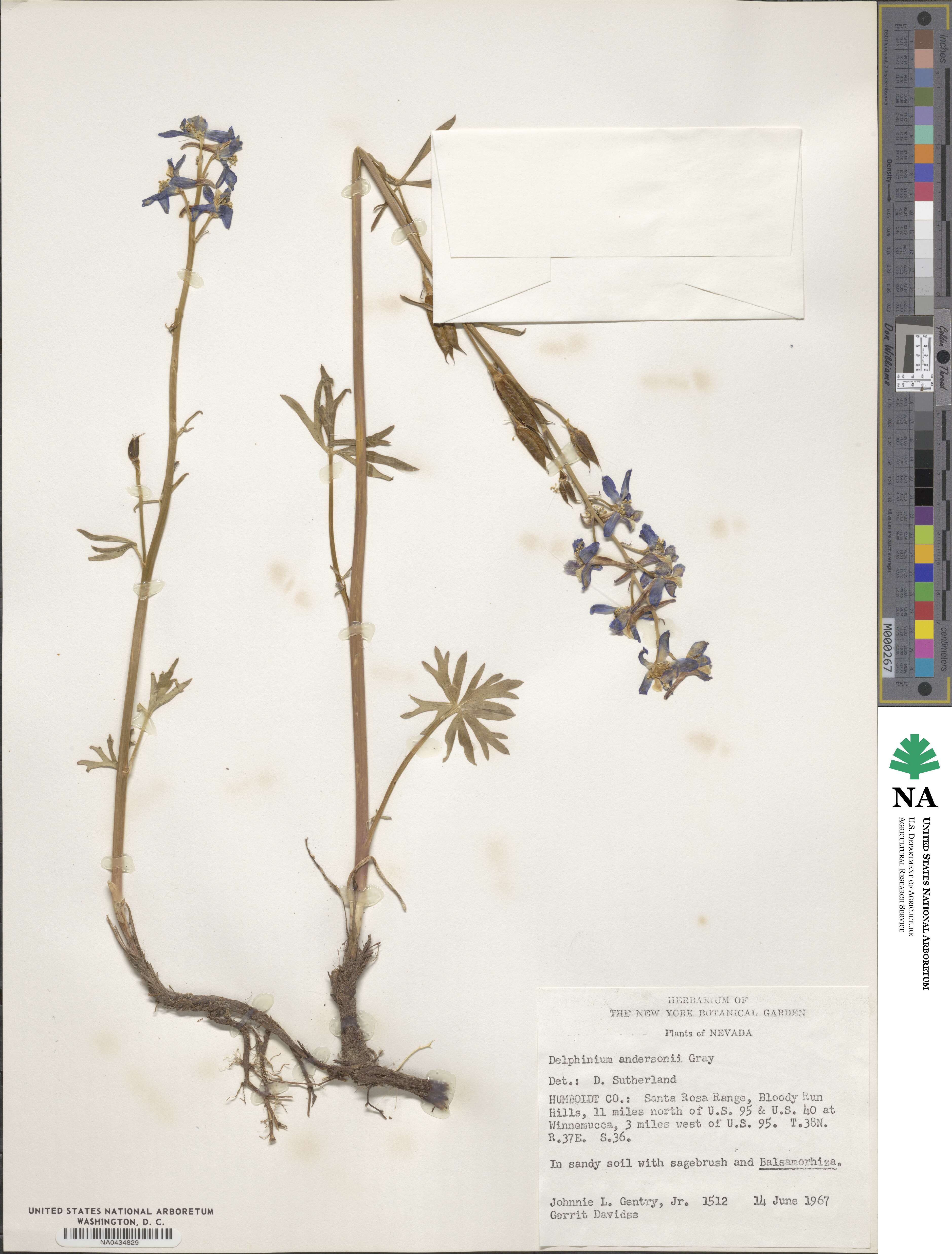 Delphinium andersonii image