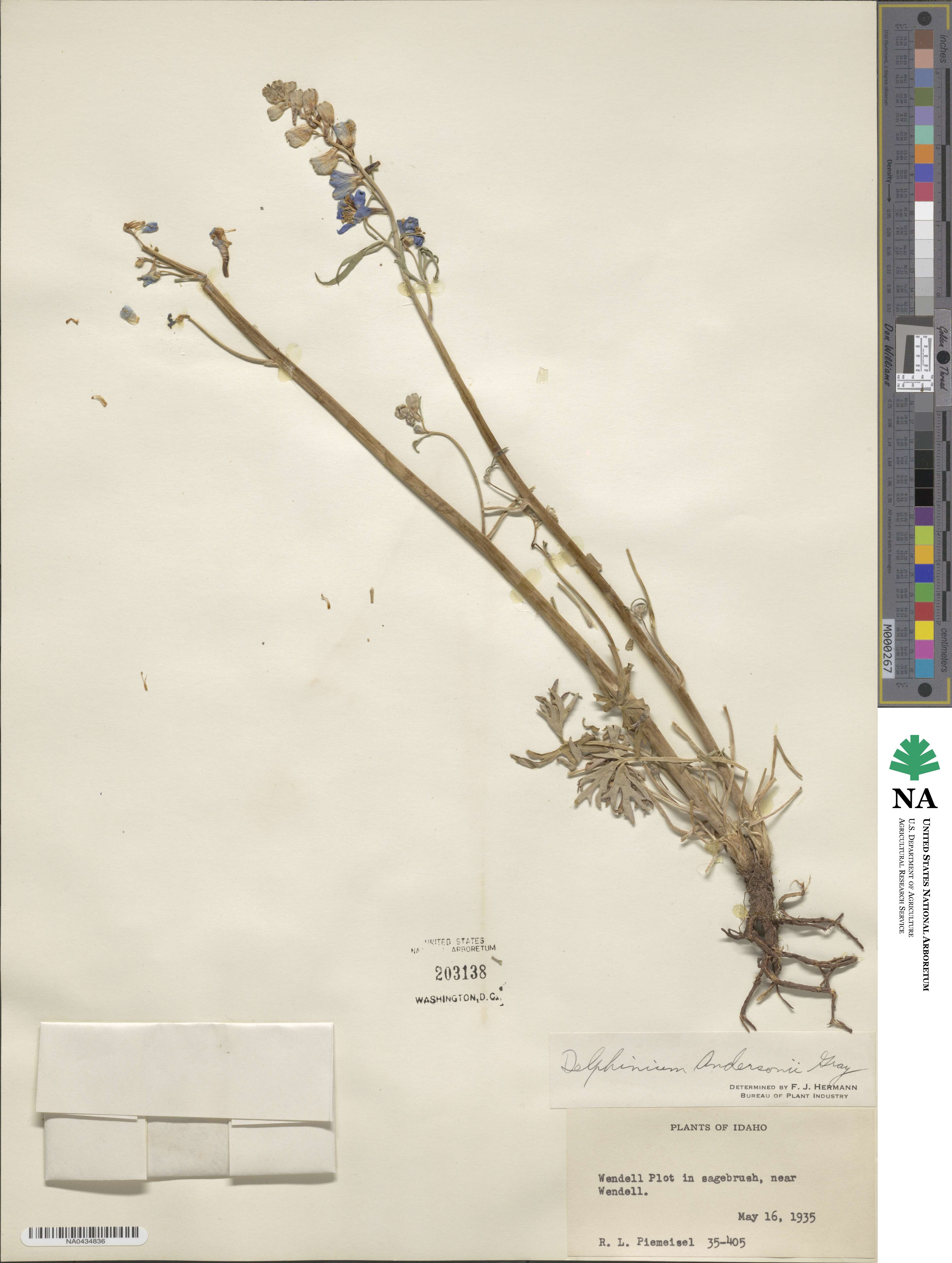 Delphinium andersonii image