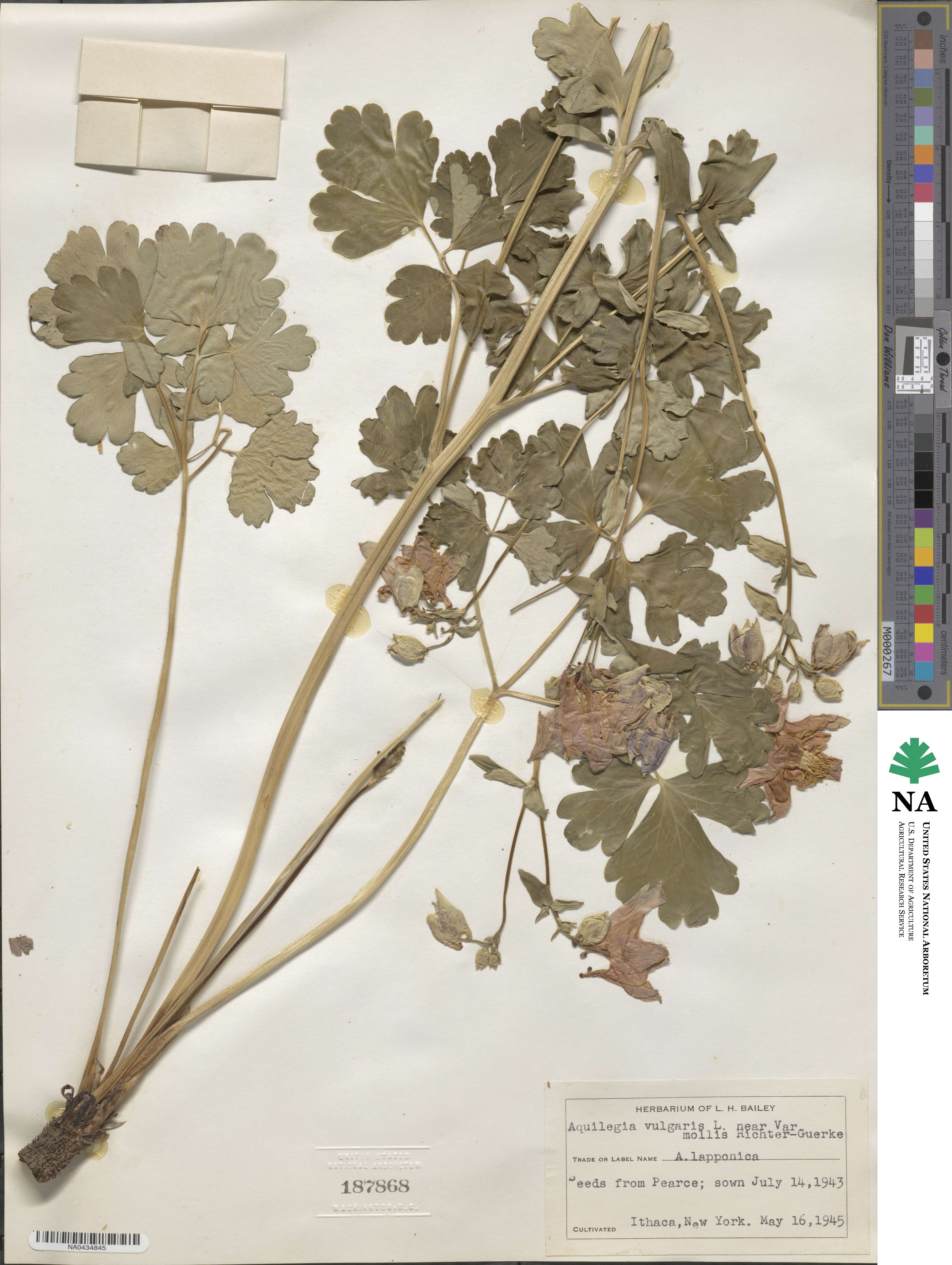 Aquilegia vulgaris var. mollis image