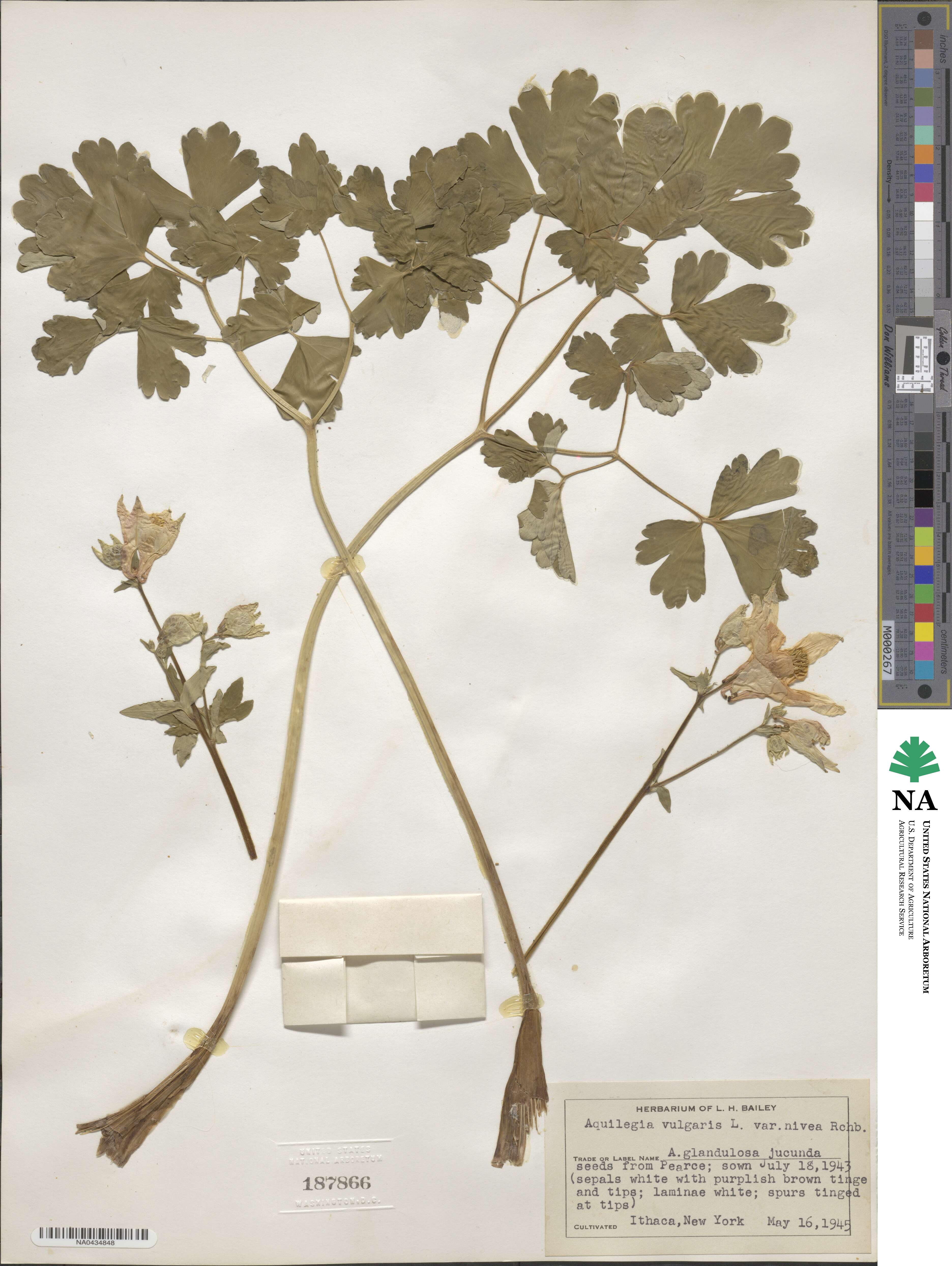Aquilegia vulgaris subsp. vulgaris image