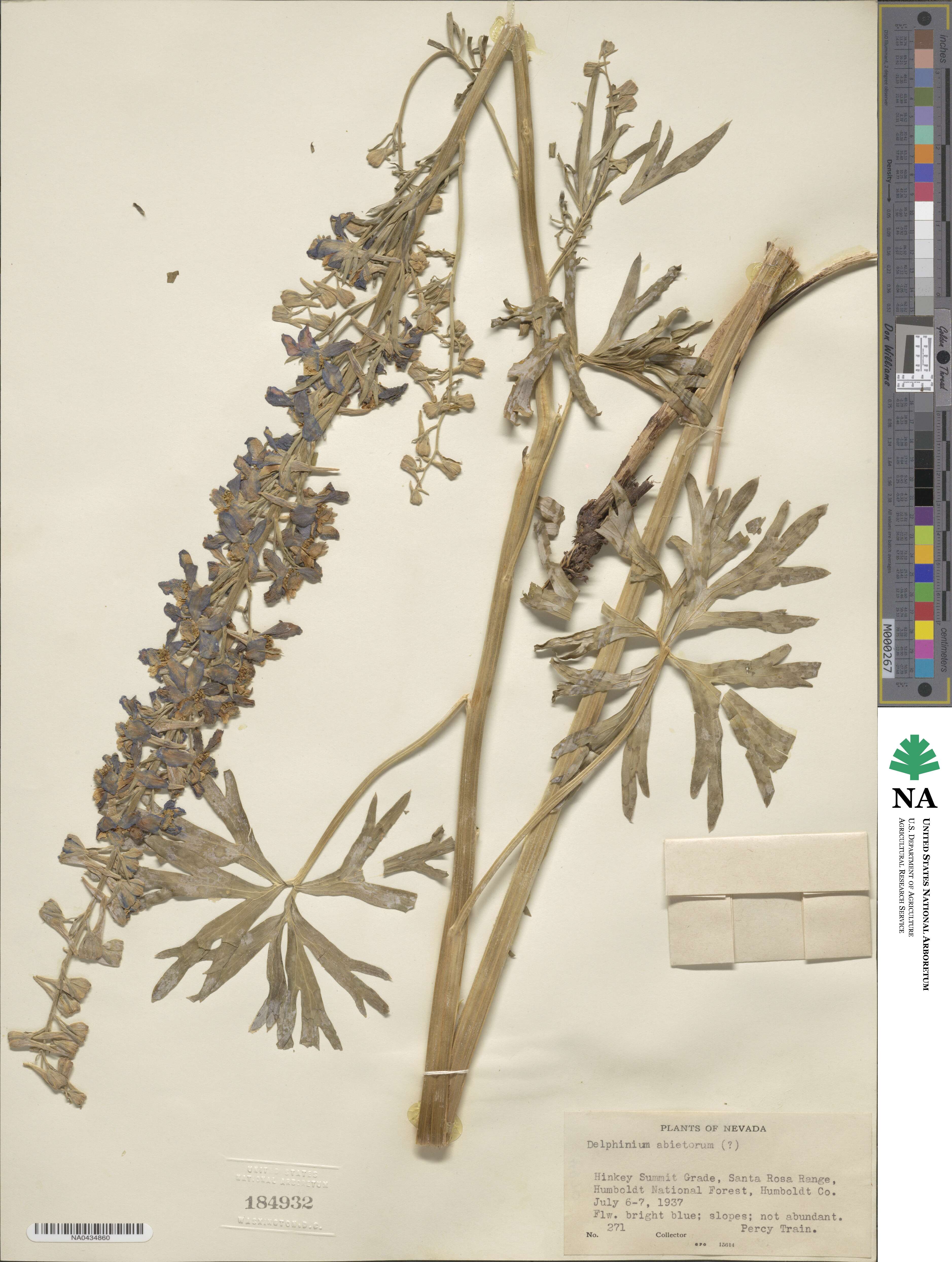 Delphinium × occidentale image