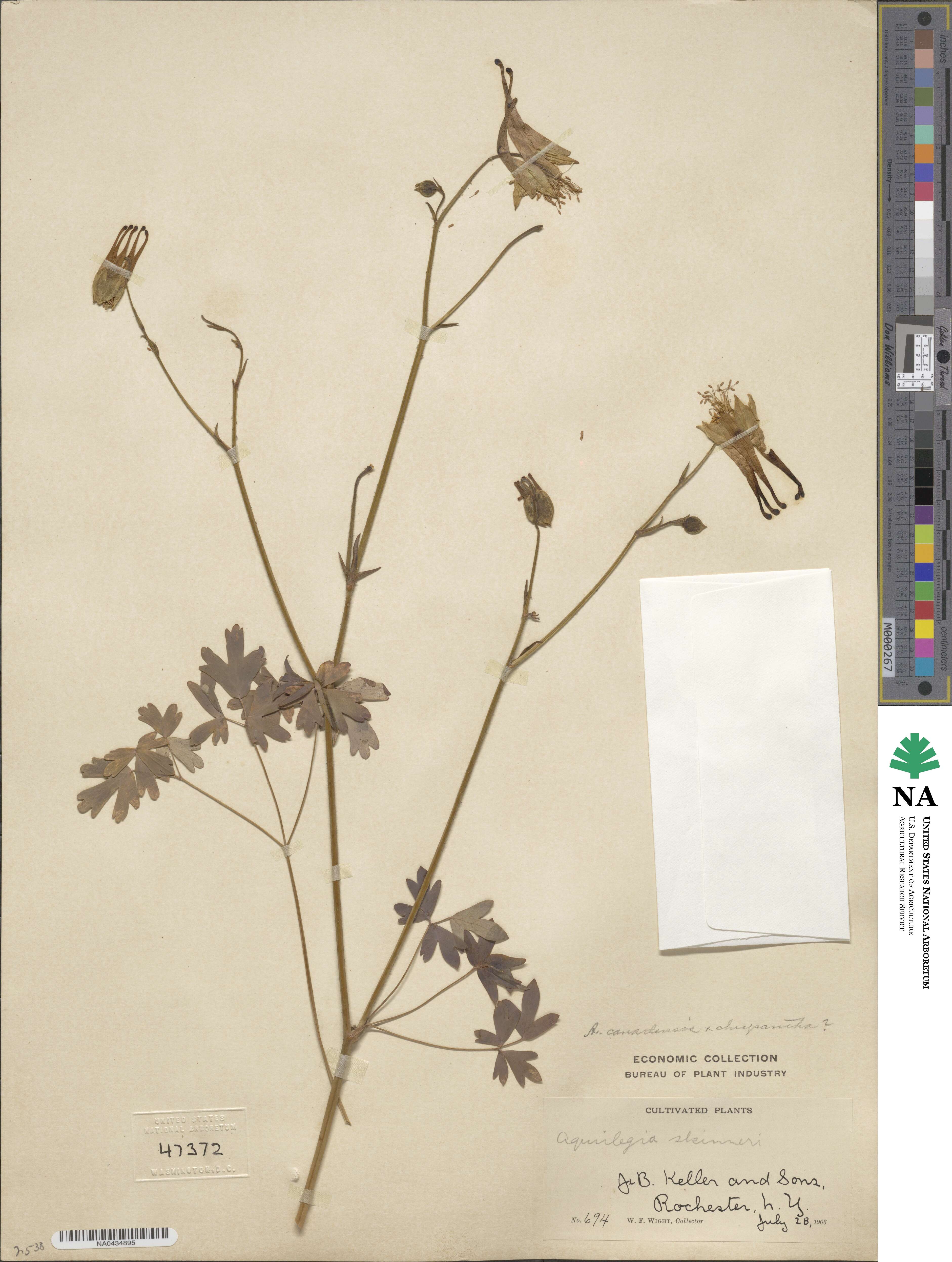 Aquilegia skinneri image