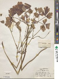 Aquilegia skinneri image