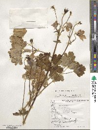 Aquilegia vulgaris image