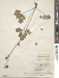 Aquilegia vulgaris image