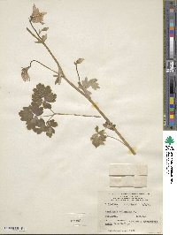 Aquilegia vulgaris image