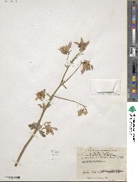 Aquilegia vulgaris image
