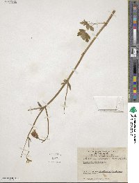 Aquilegia vulgaris image