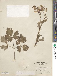 Aquilegia vulgaris image