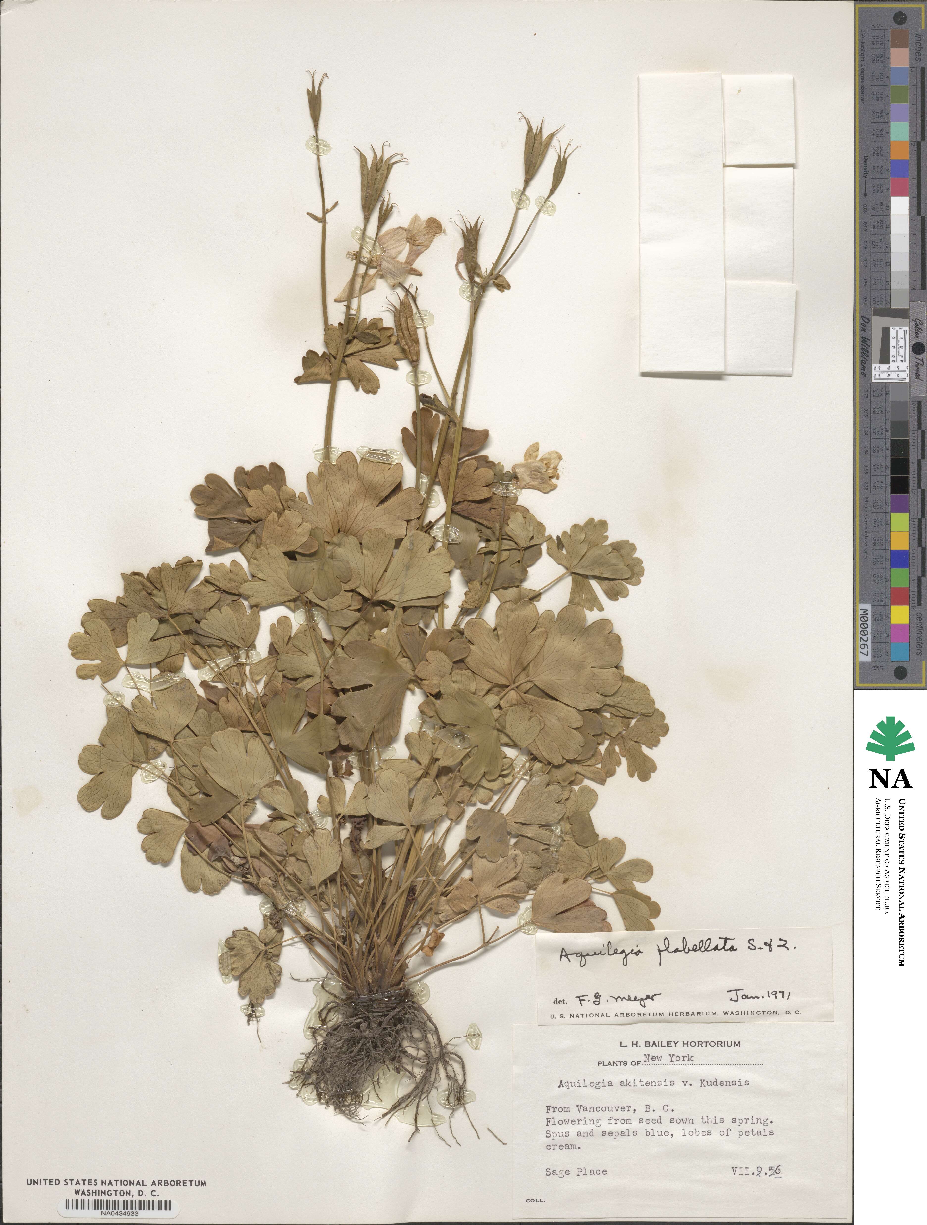 Aquilegia flabellata image