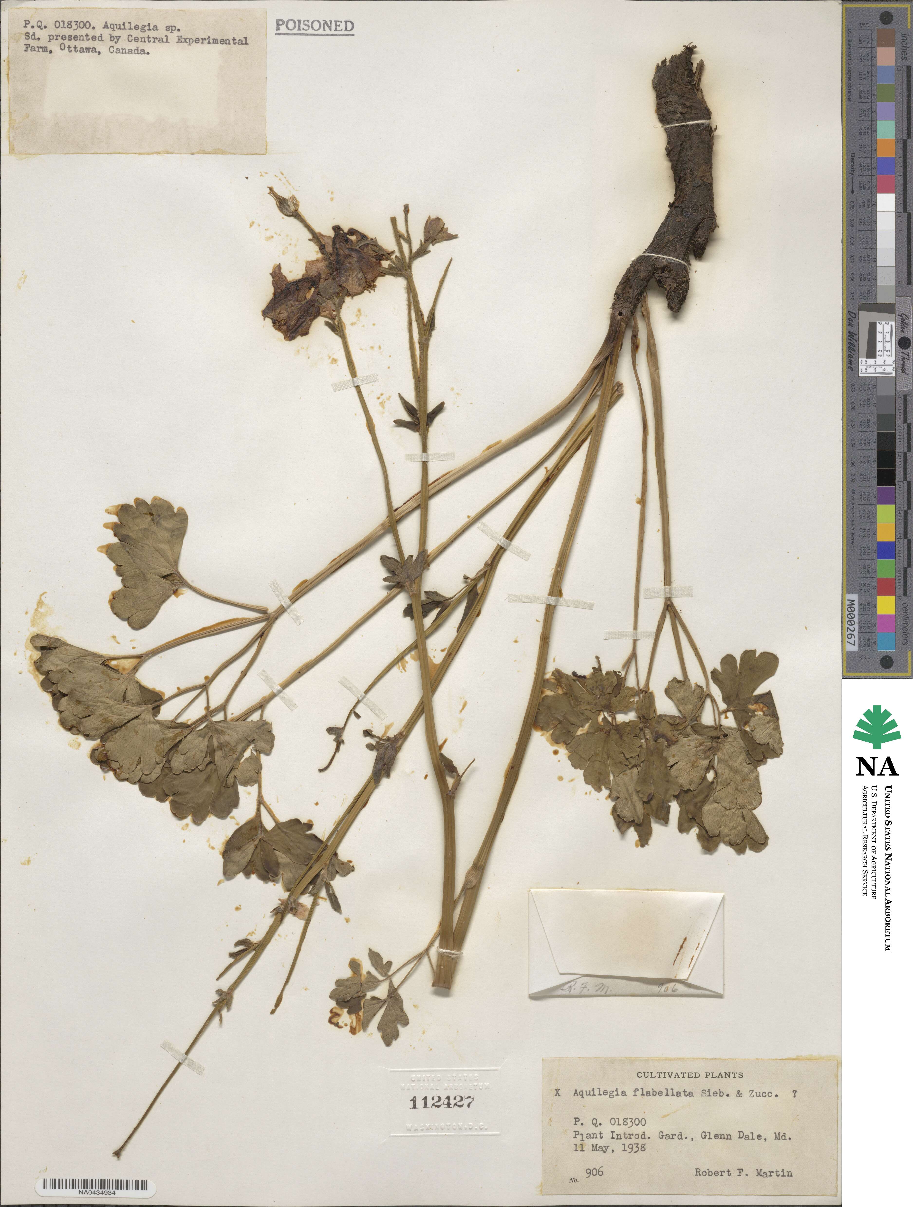 Aquilegia flabellata image