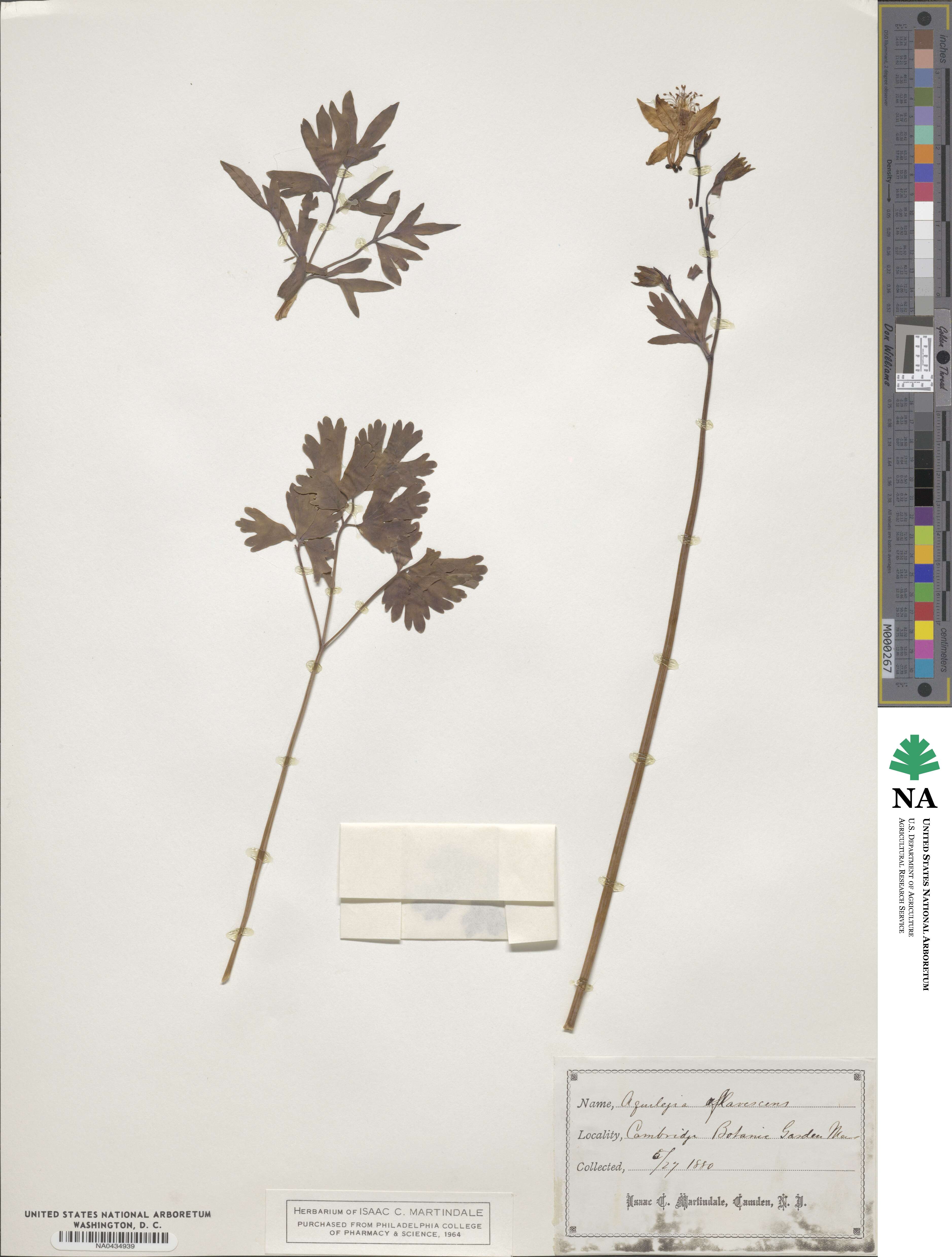 Aquilegia flavescens image