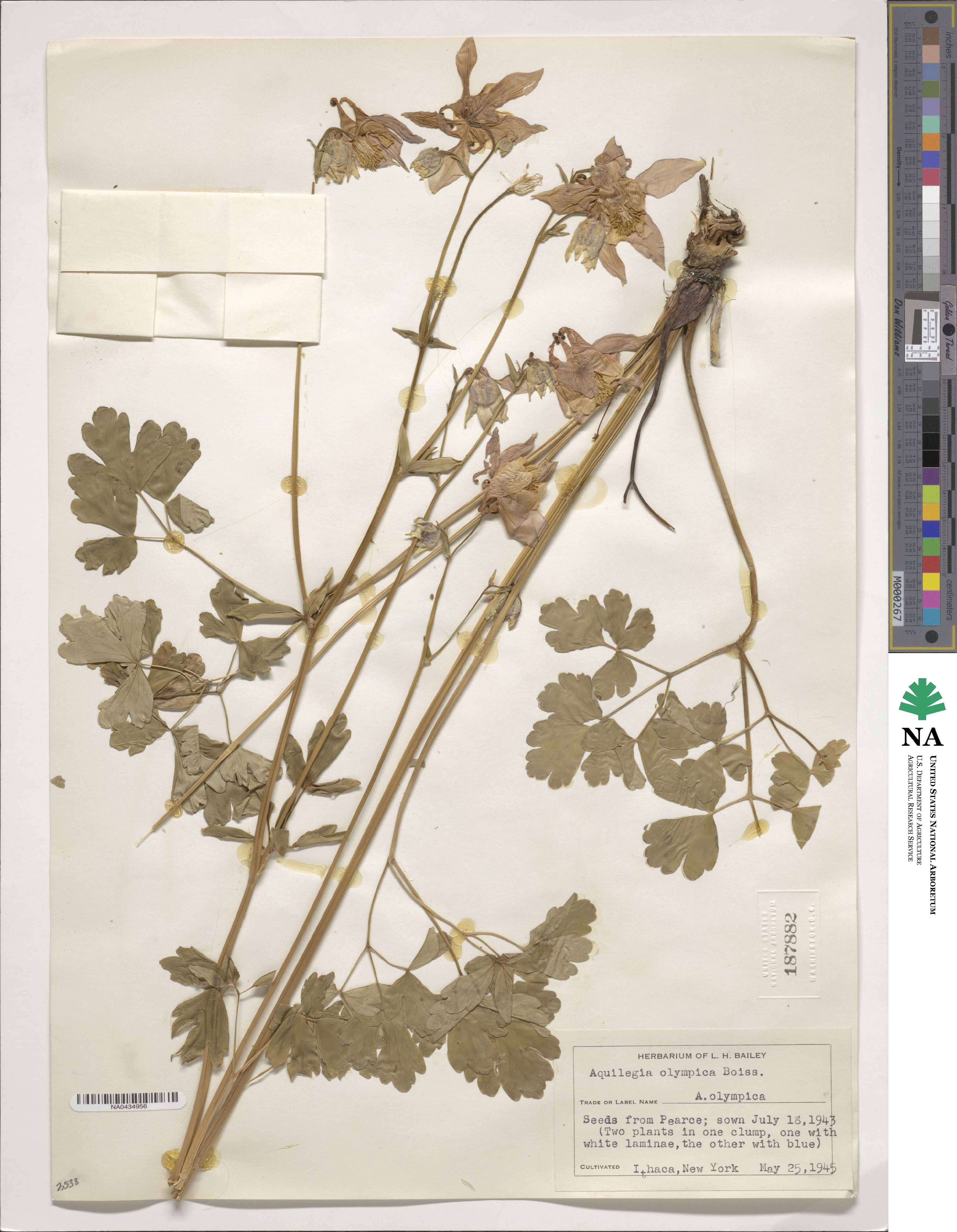 Aquilegia olympica image