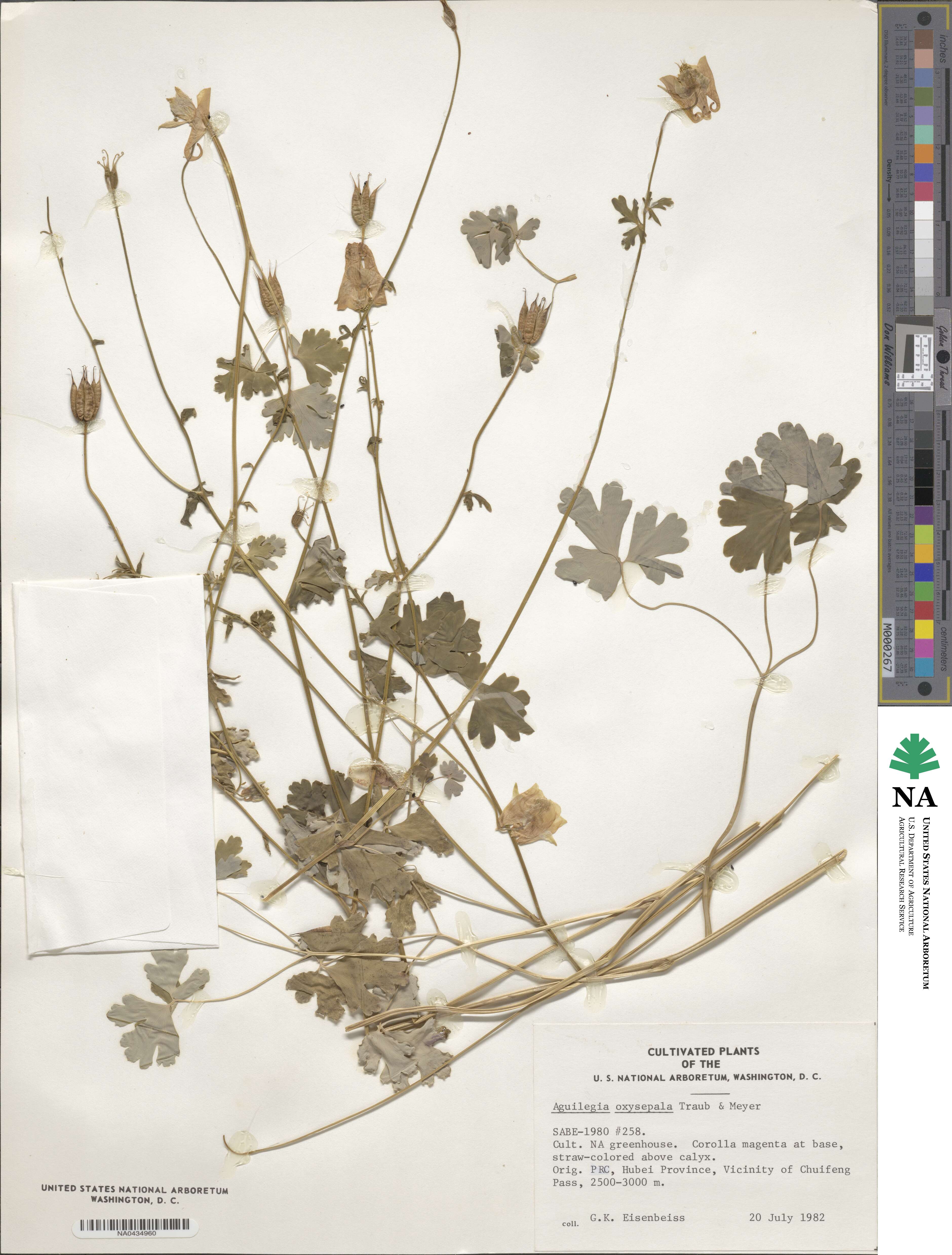 Aquilegia oxysepala image