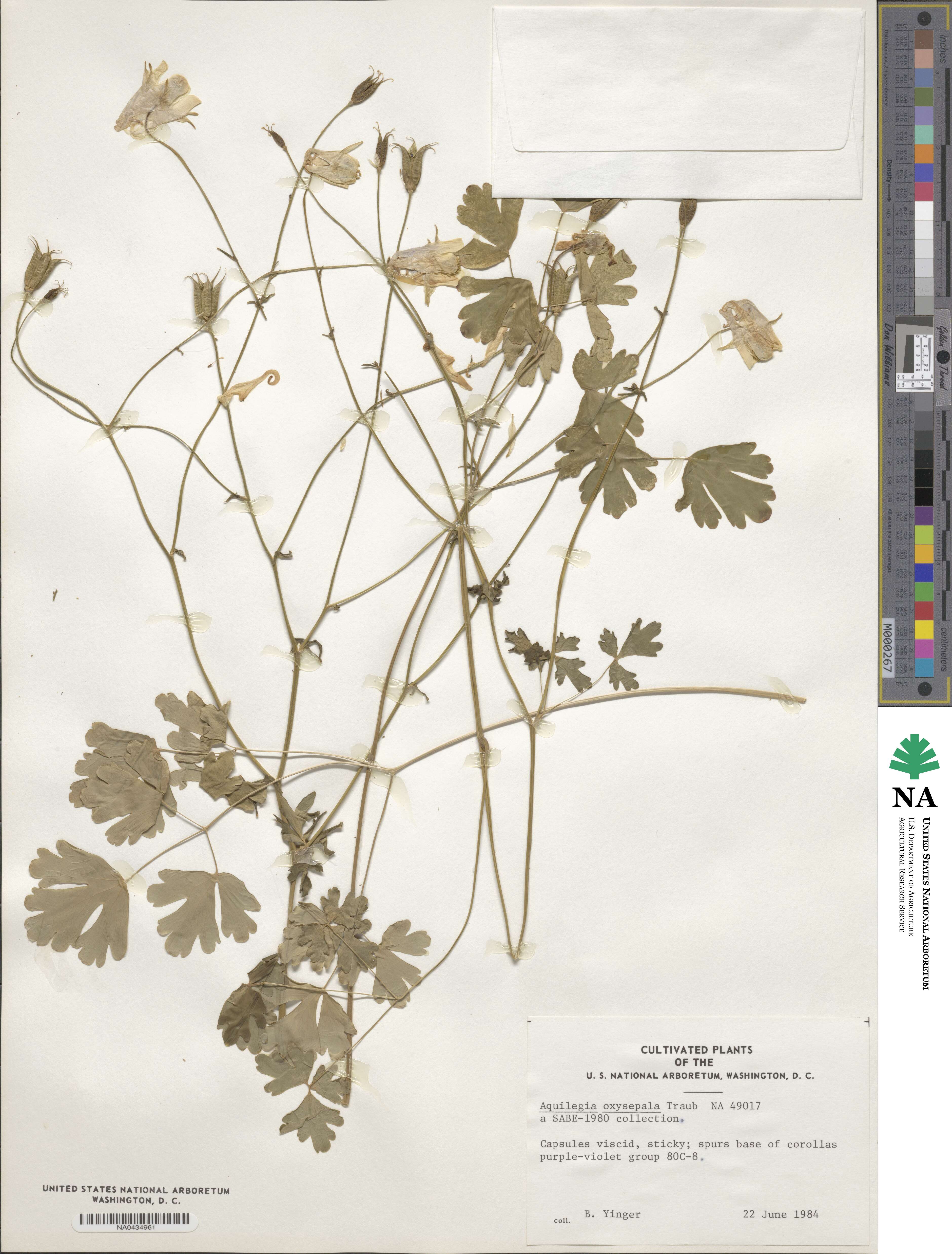 Aquilegia oxysepala image