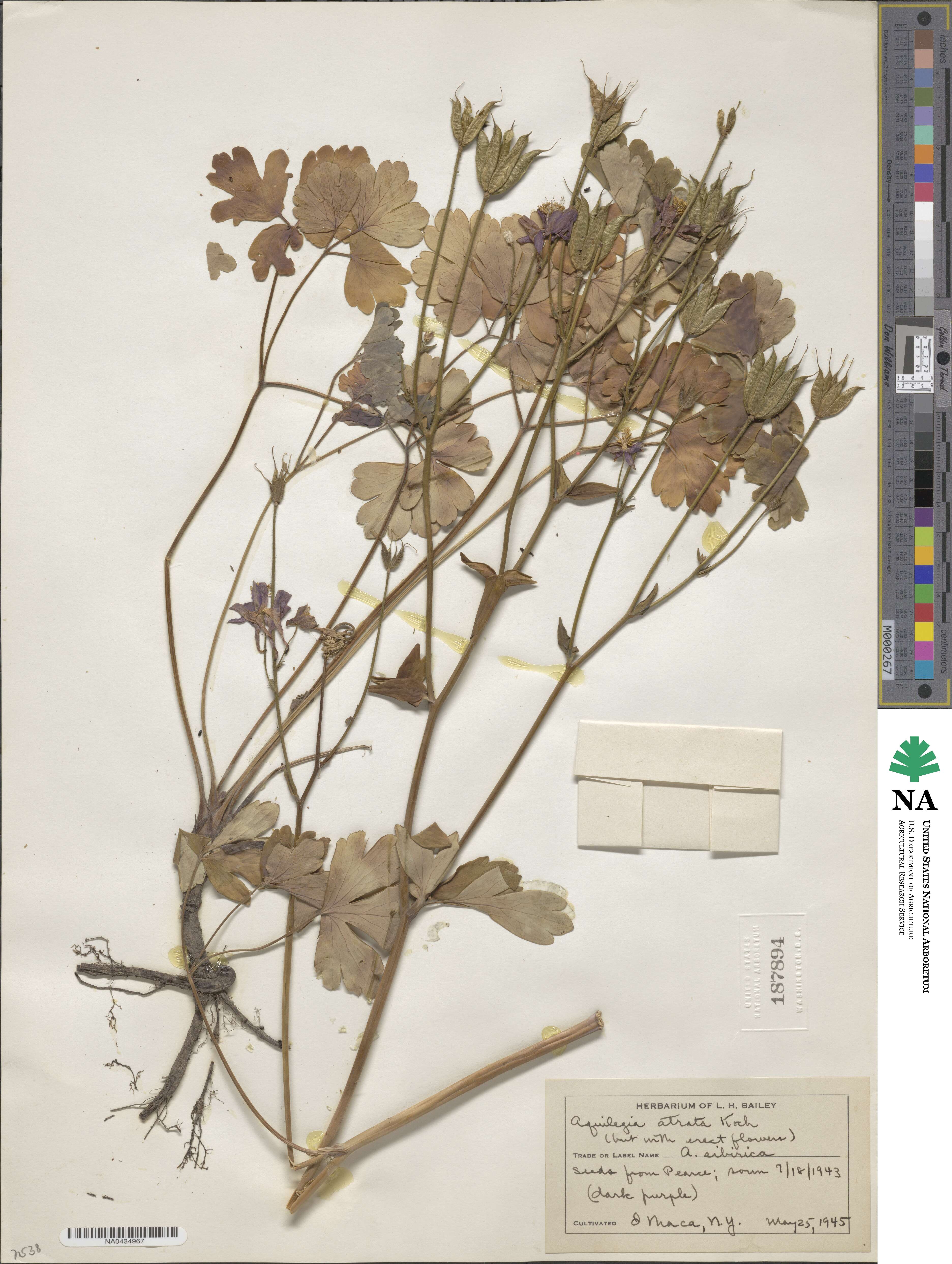 Aquilegia atrata image