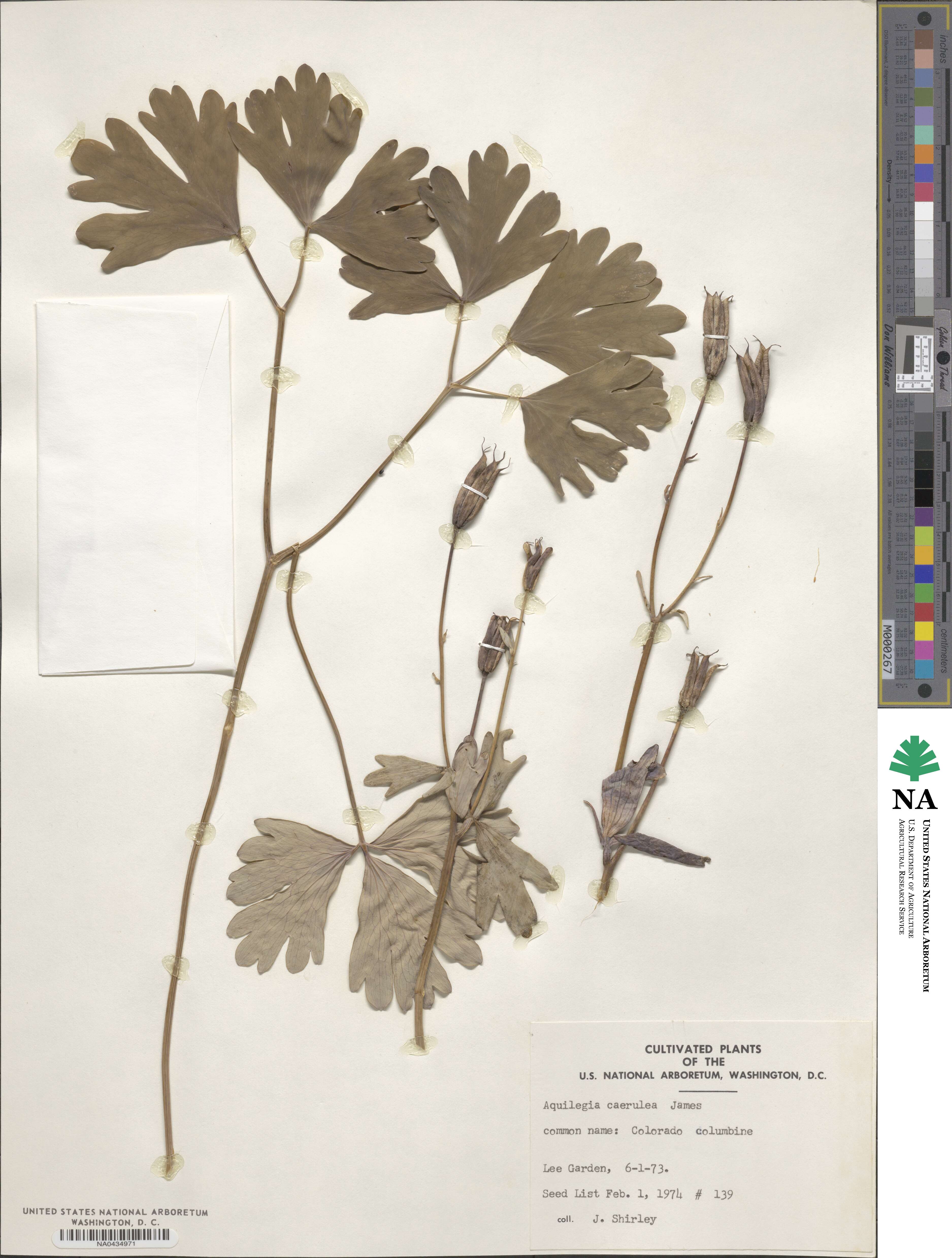 Aquilegia coerulea image