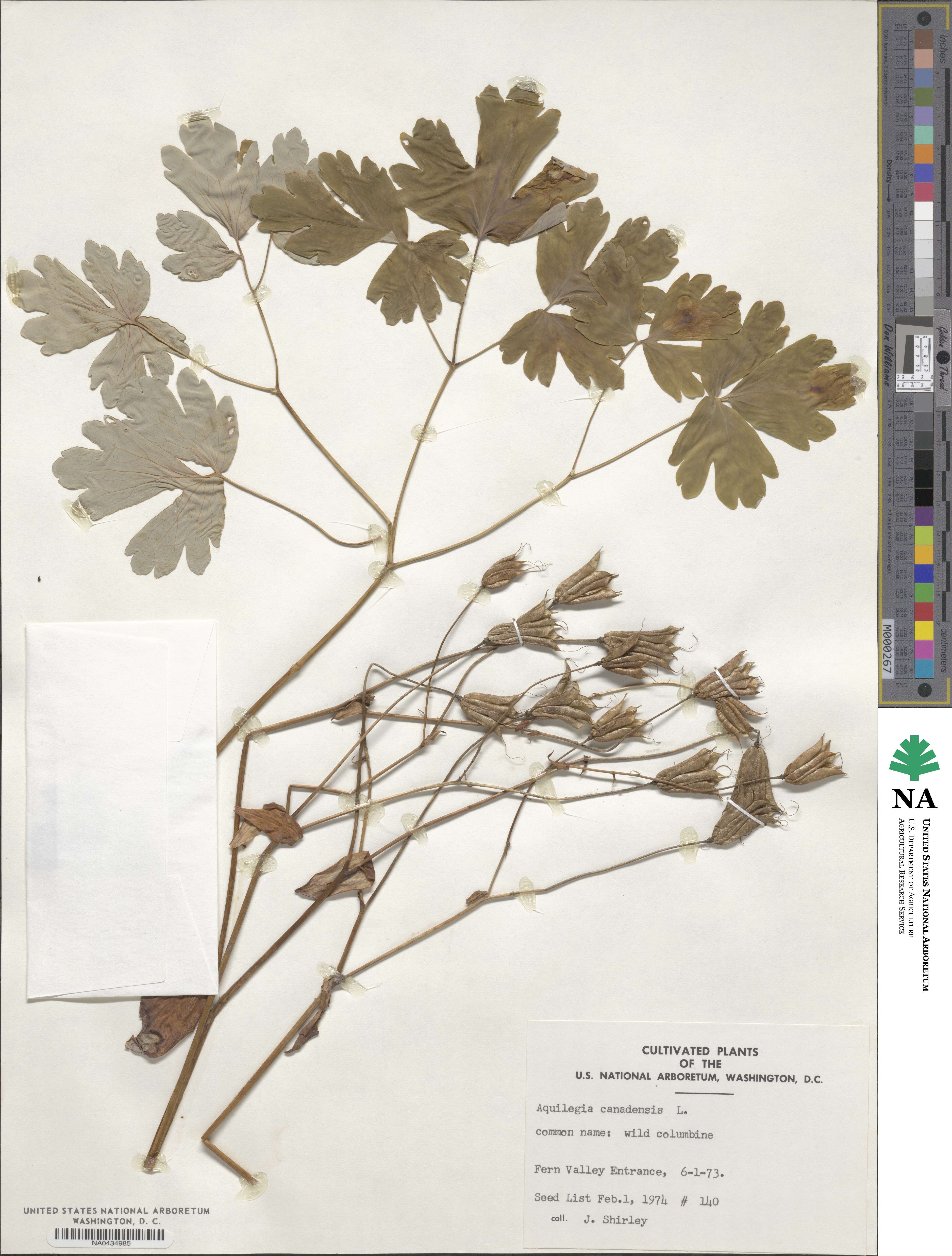 Aquilegia image