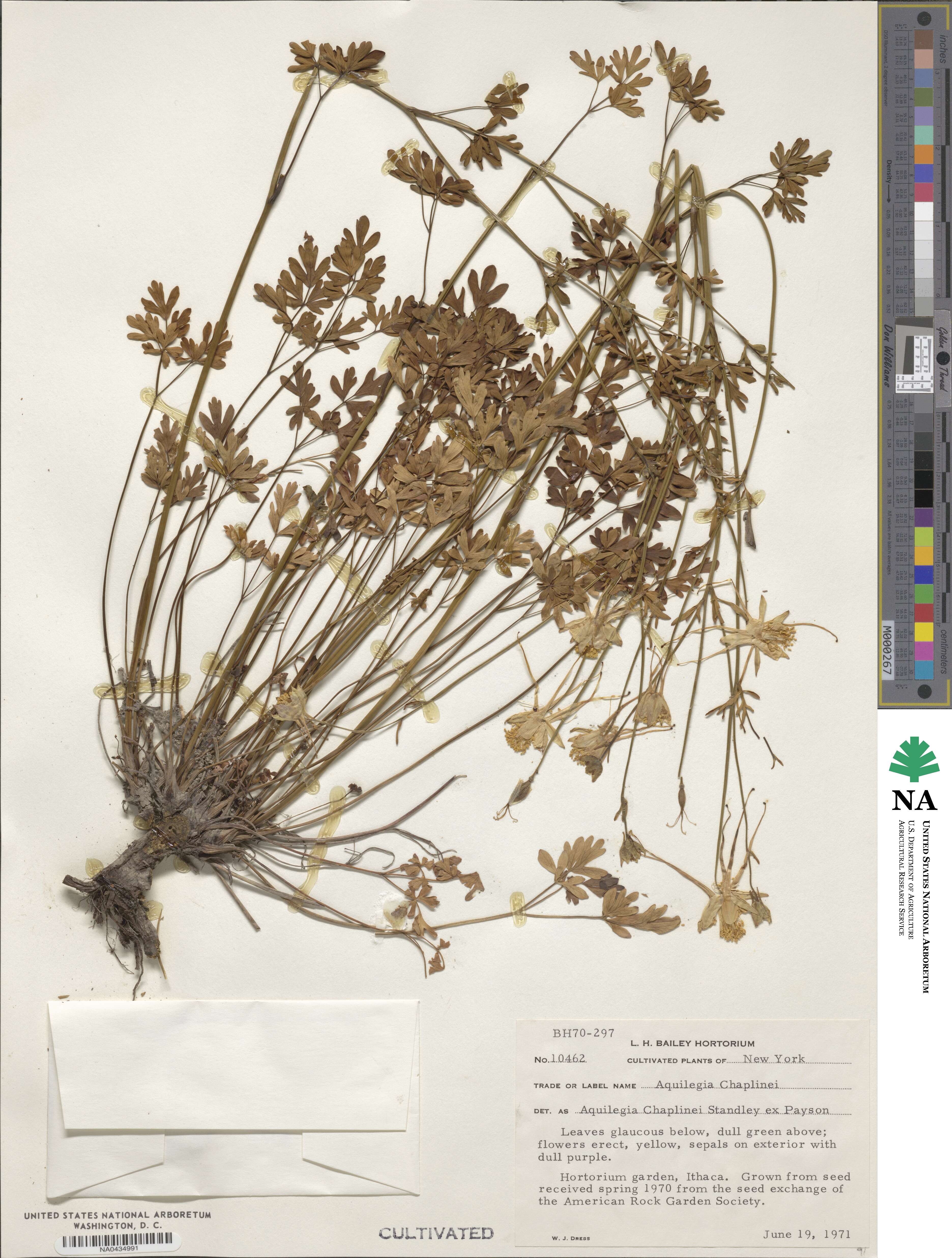Aquilegia chrysantha var. chaplinei image