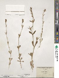 Silene gallica image