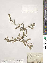 Silene gallica image