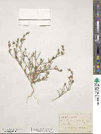 Silene gallica image