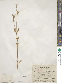 Silene gallica image