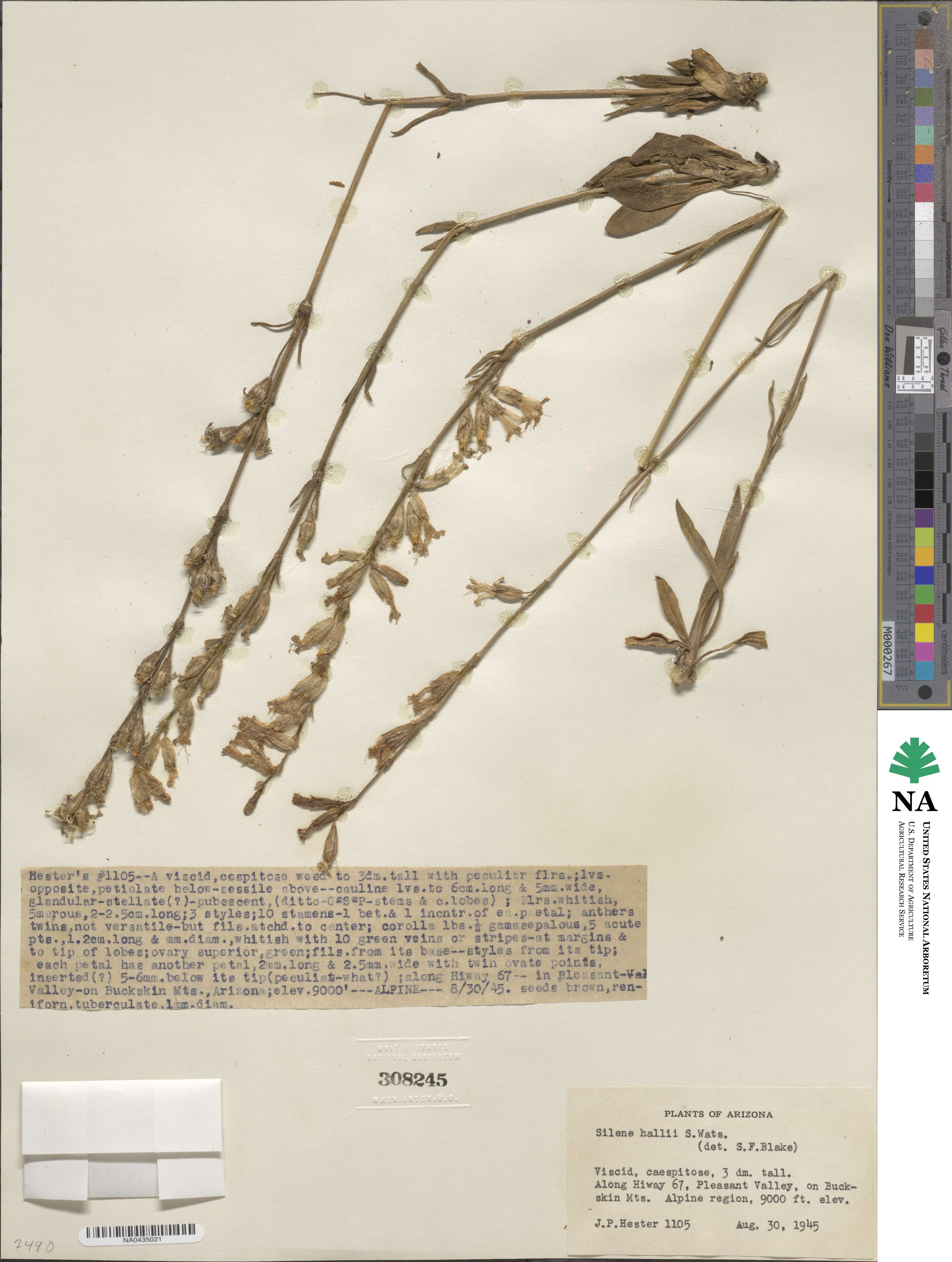 Silene scouleri subsp. hallii image