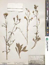 Silene italica image