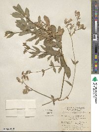 Silene latifolia image