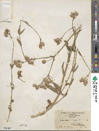 Silene latifolia image