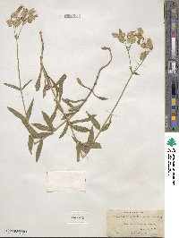 Silene latifolia image