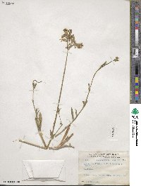 Silene latifolia image