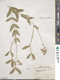 Silene latifolia image