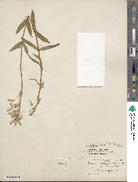 Silene latifolia image