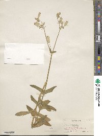 Silene latifolia image