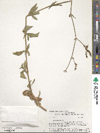 Silene latifolia subsp. alba image