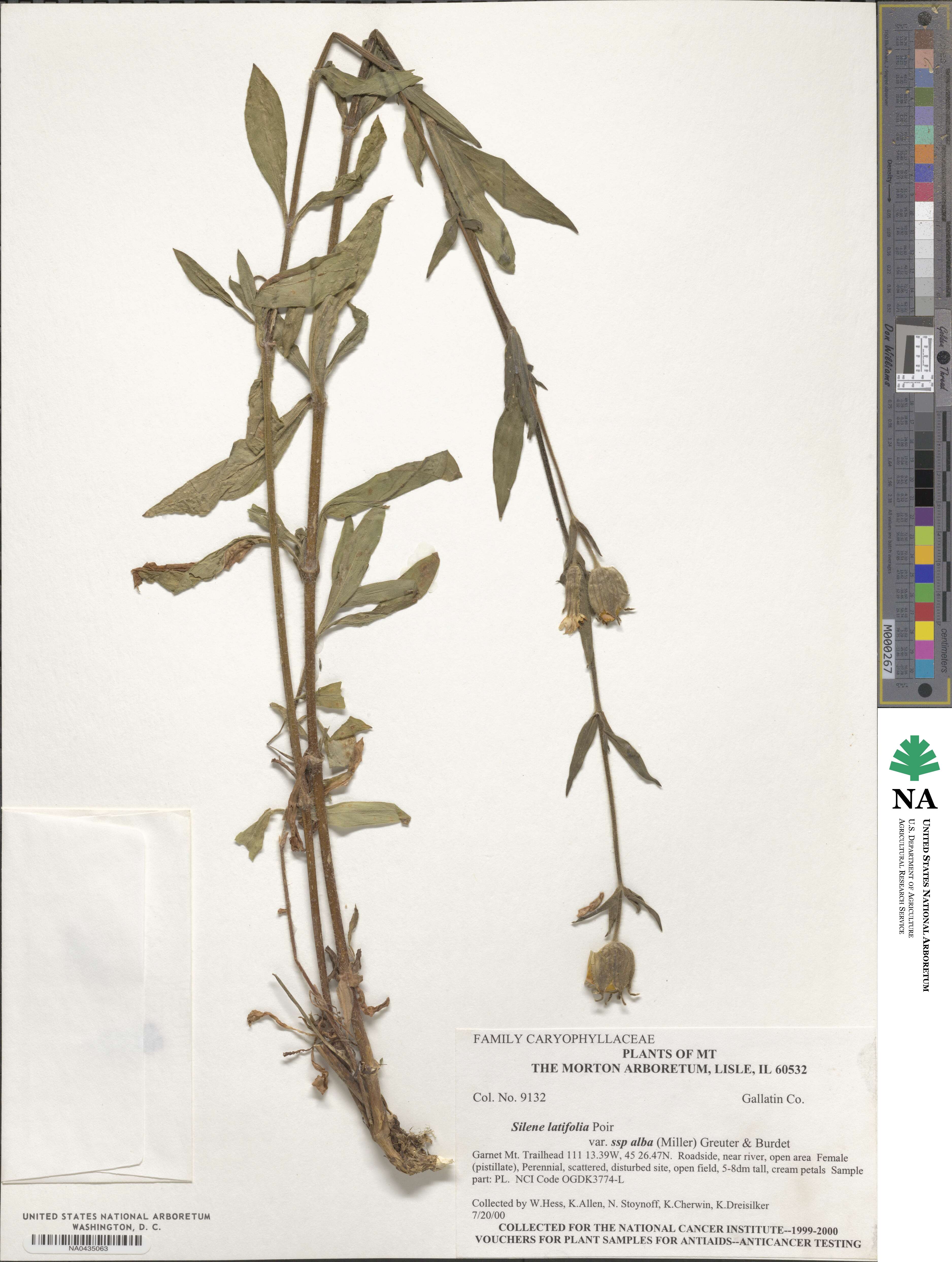 Silene latifolia subsp. alba image